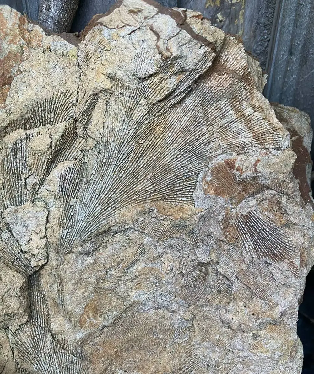 گنجینه 250 میلیون  ساله که بعد از بارش باران در حیاط پشتی خانه پیدا شد