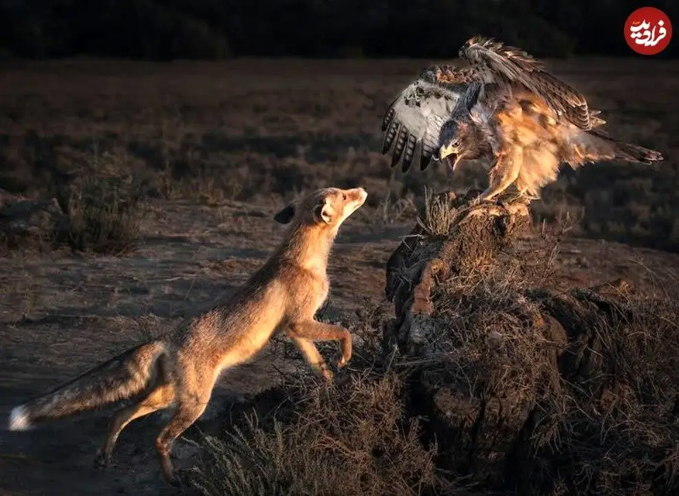 تصاویر؛ 6 شاهکار عکاسی که برندۀ مسابقه عکس «نشنال جئوگرافیک» شدند