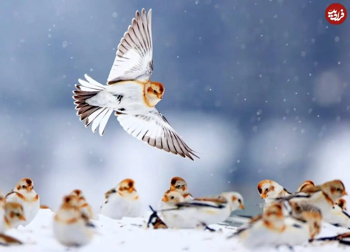 تصاویر؛ 6 شاهکار عکاسی که برندۀ مسابقه عکس «نشنال جئوگرافیک» شدند