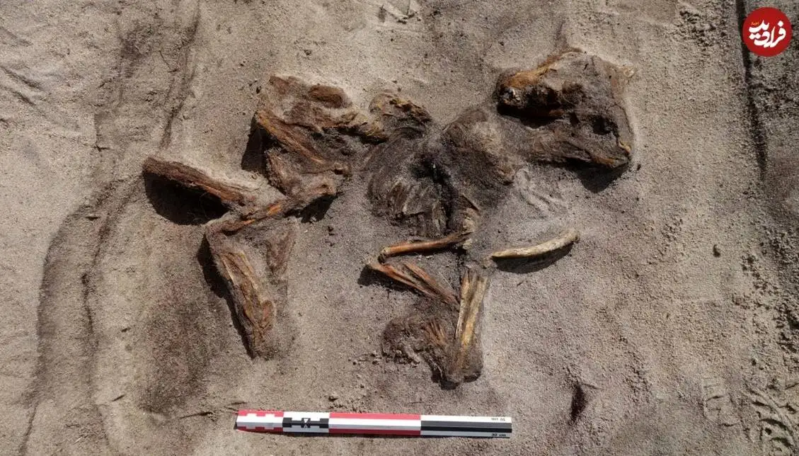 کشف مقبرۀ هزار سالۀ «زن وایکینگ و سگ وفادارش» که در یک «قایق» دفن شده بودند