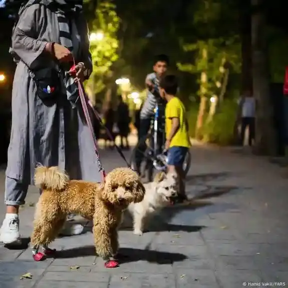 مساله ممنوعیت  سریالی سگ گردانی در شهرهای ایران