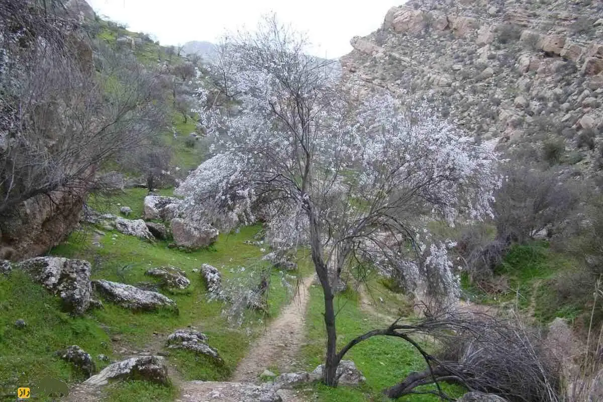تصاویر؛ الوک یا بادام کوهی؛ میوه ای تلخ با خواص بی شمار مشهور به جواهر زاگرس که متفاوت ترین آجیل ایران است