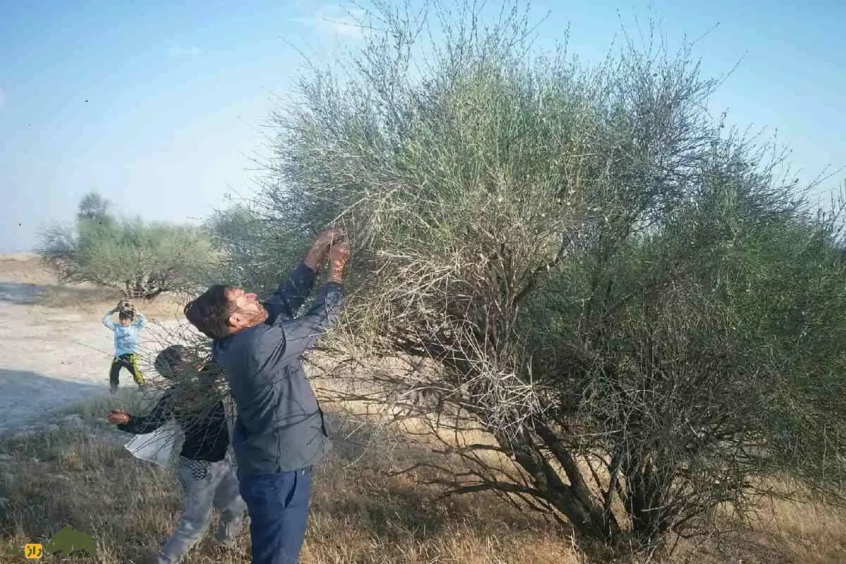 تصاویر؛ الوک یا بادام کوهی؛ میوه ای تلخ با خواص بی شمار مشهور به جواهر زاگرس که متفاوت ترین آجیل ایران است