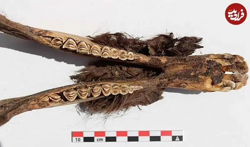 کشف «لاماهای مومیایی» که 500 سال پیش توسط اینکاها قربانی شده بودند