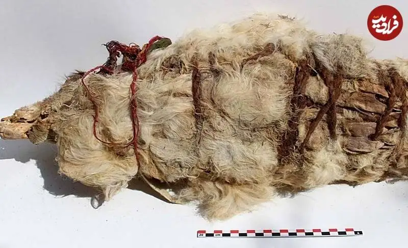 کشف «لاماهای مومیایی» که 500 سال پیش توسط اینکاها قربانی شده بودند