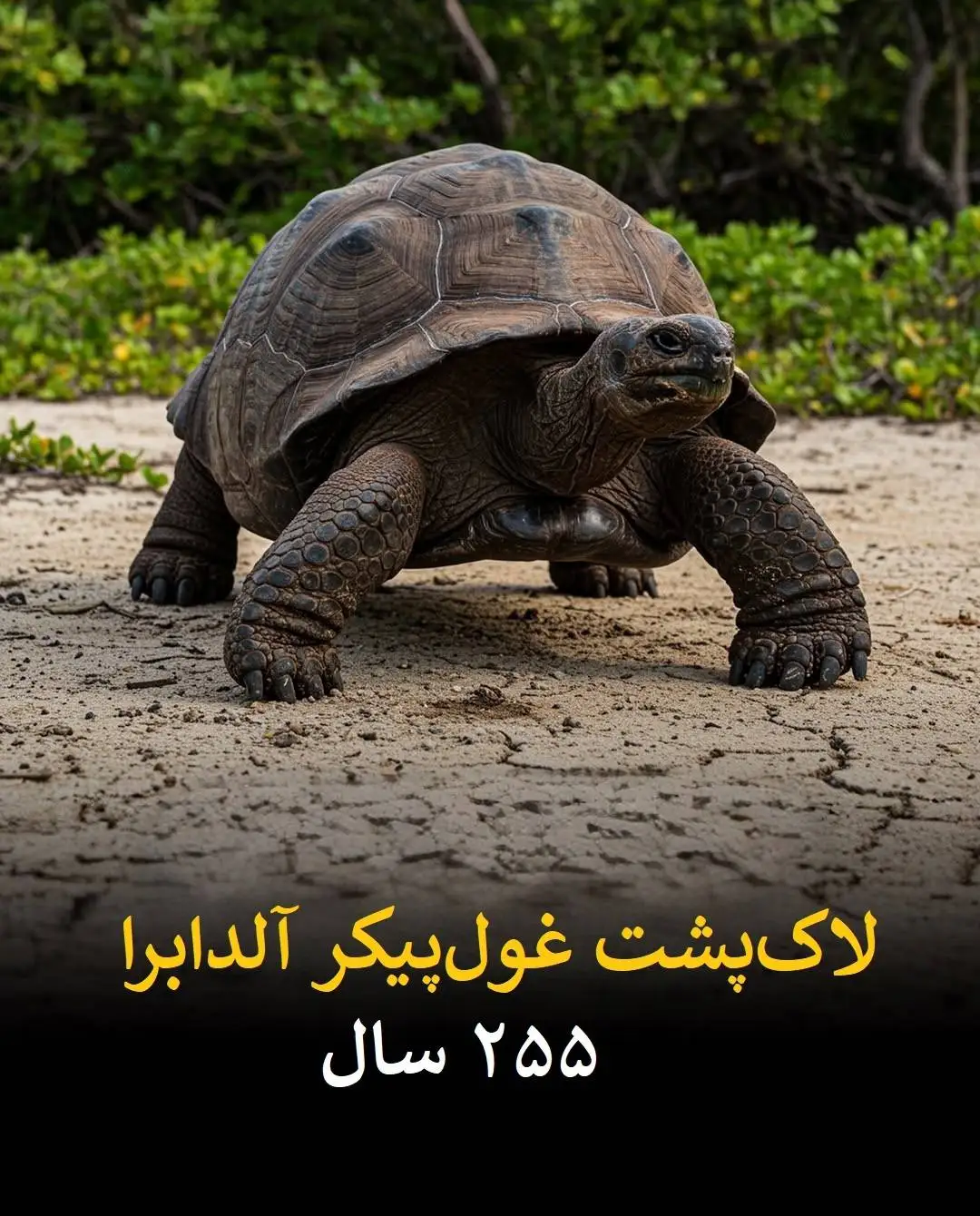 طول عمر انسان در برابر این موجودات عدد بسیار ناچیزی است!