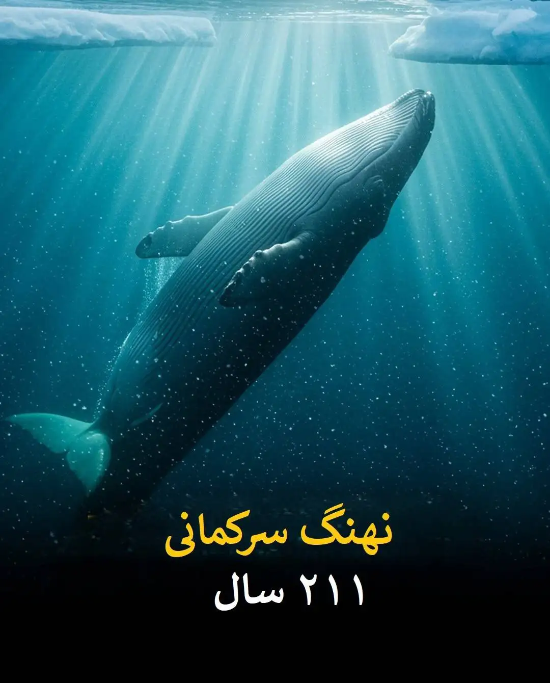 طول عمر انسان در برابر این موجودات عدد بسیار ناچیزی است!