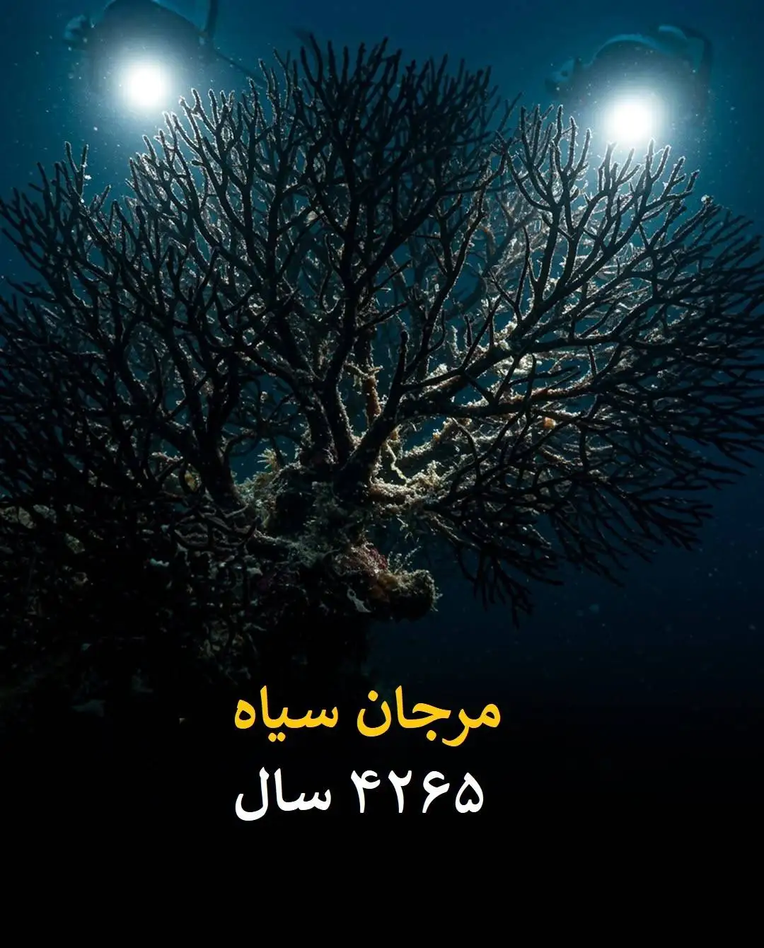 طول عمر انسان در برابر این موجودات عدد بسیار ناچیزی است!