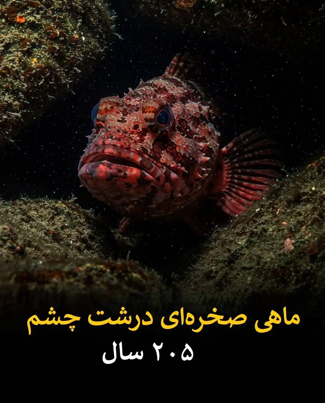 طول عمر انسان در برابر این موجودات عدد بسیار ناچیزی است!