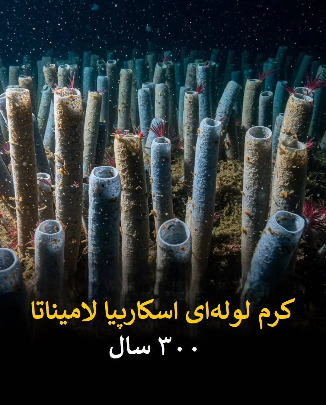 طول عمر انسان در برابر این موجودات عدد بسیار ناچیزی است!