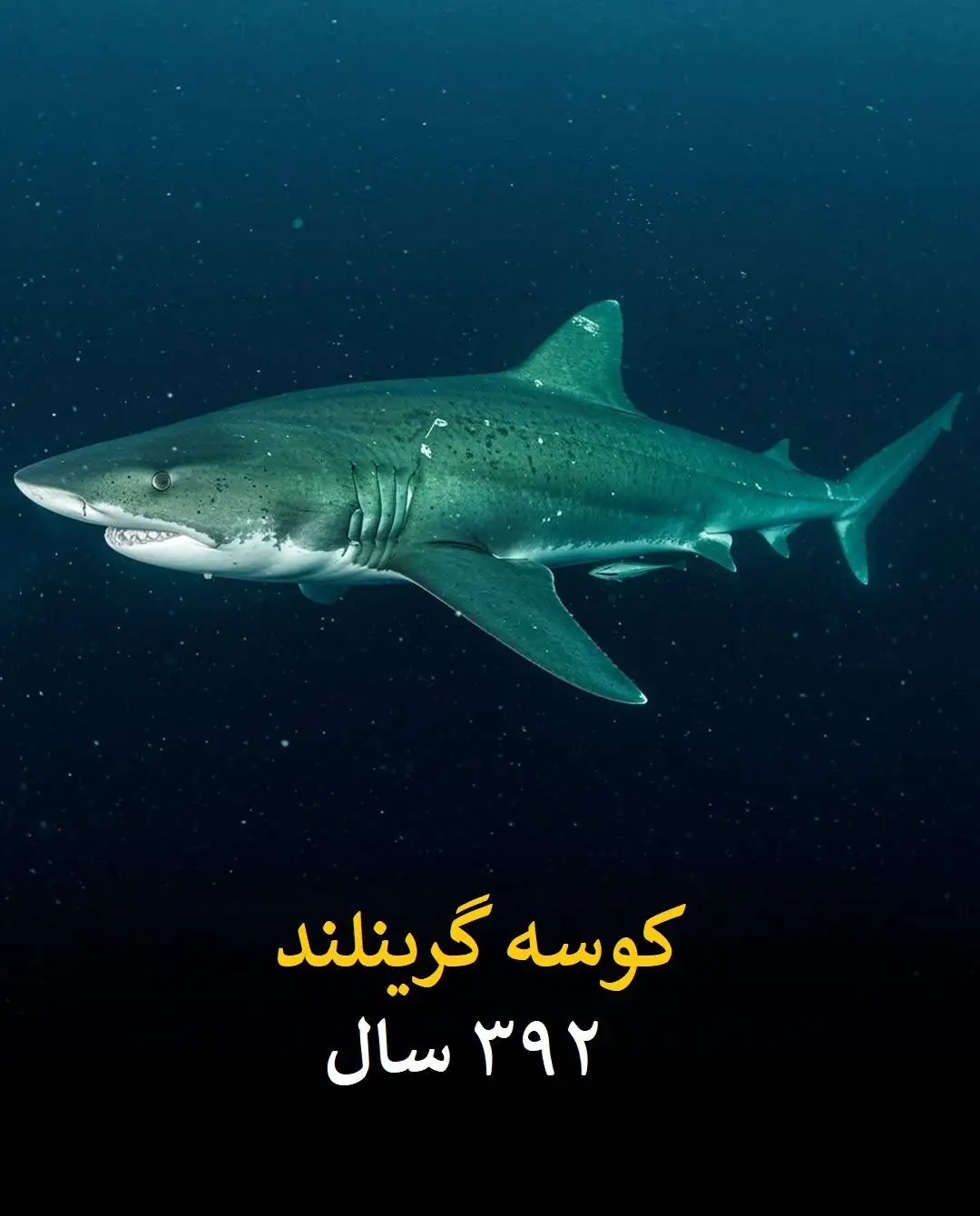 طول عمر انسان در برابر این موجودات عدد بسیار ناچیزی است!