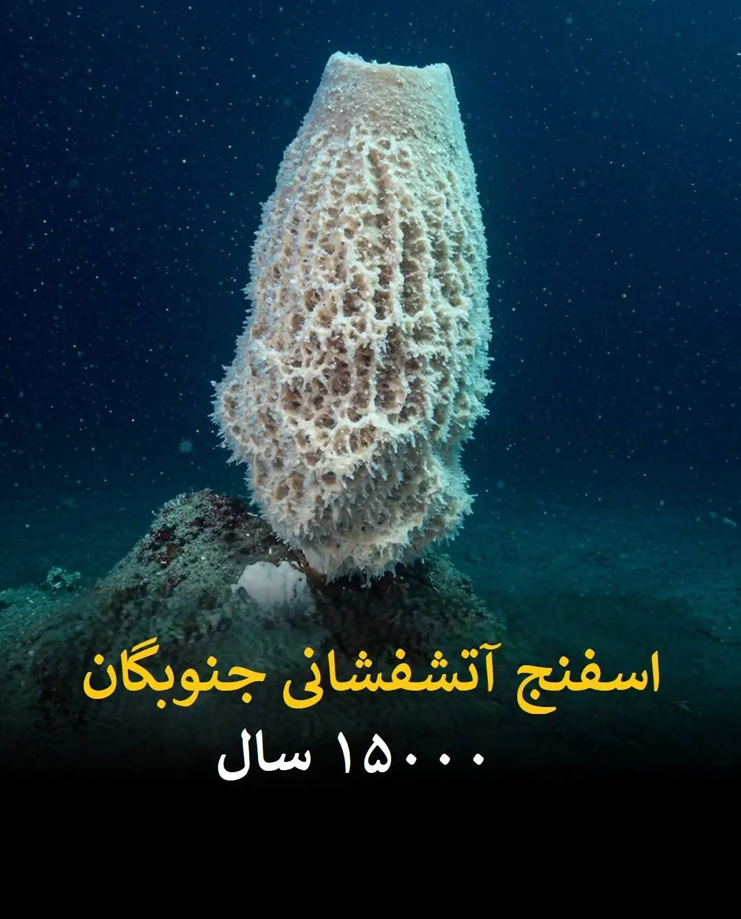 طول عمر انسان در برابر این موجودات عدد بسیار ناچیزی است!