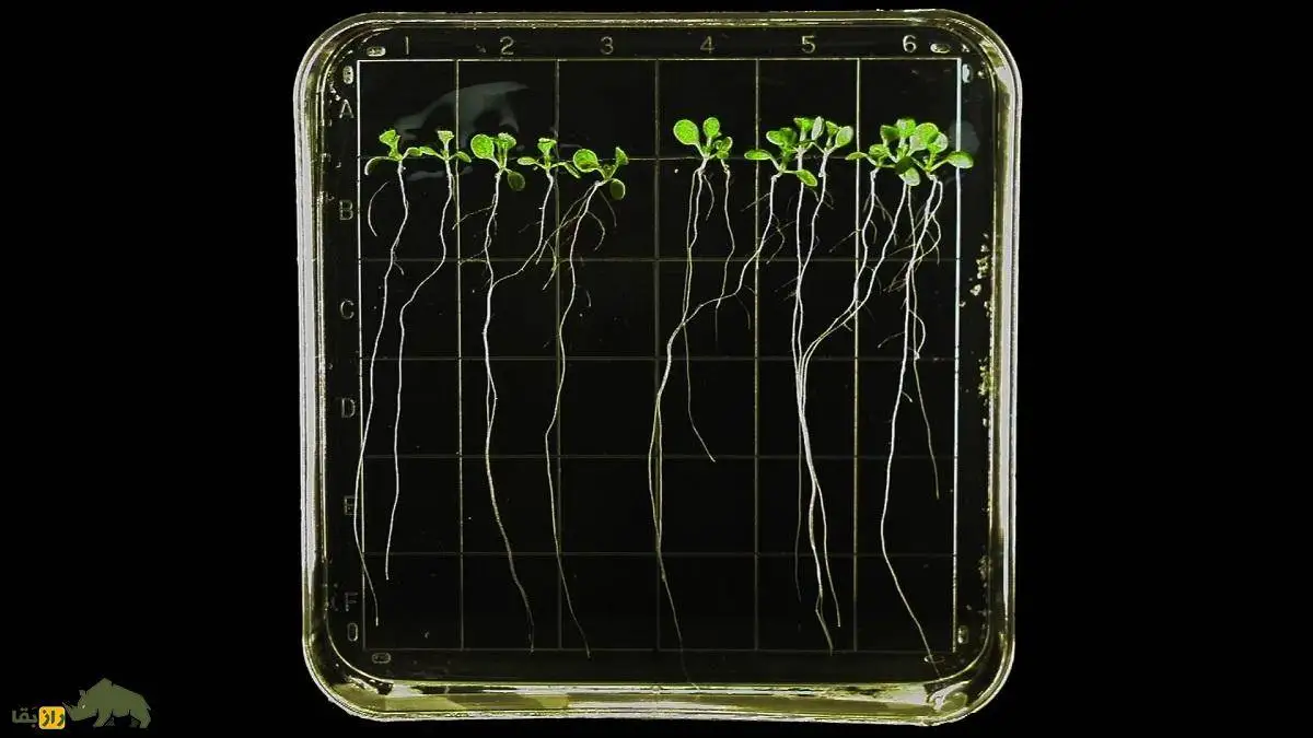 تصاویر؛ اگر جاذبه زمین از بین برود گیاهان چطور رشد می کنند؟