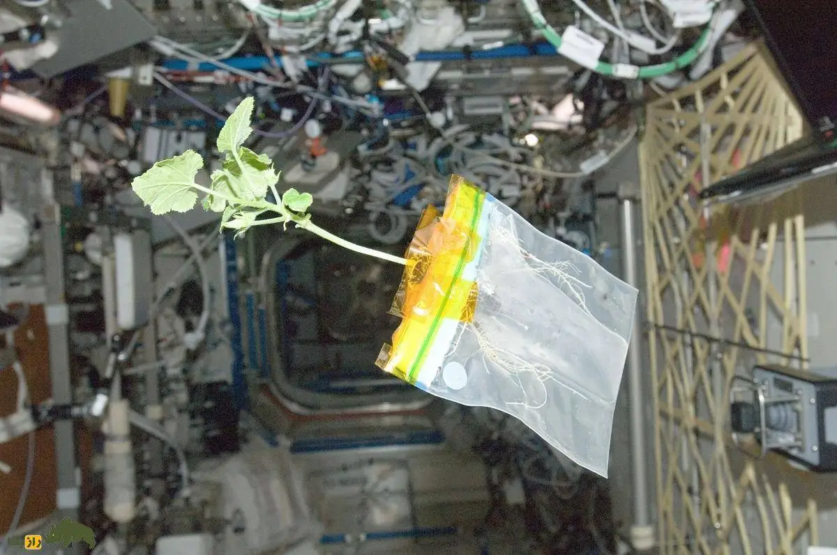 تصاویر؛ اگر جاذبه زمین از بین برود گیاهان چطور رشد می کنند؟