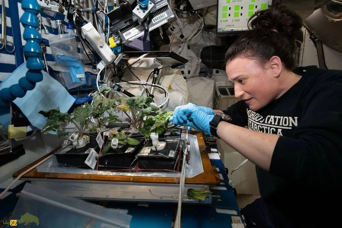 تصاویر؛ اگر جاذبه زمین از بین برود گیاهان چطور رشد می کنند؟