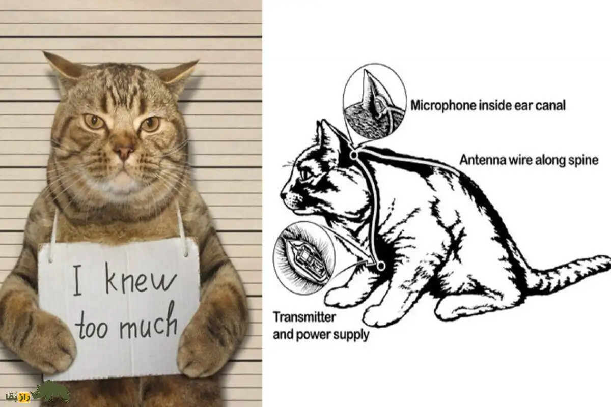 تصاویر؛ acoustic kitty؛ پروژه فوق سری سیا برای جاسوسی با گربه ها که شکست بزرگ جنگ سرد شد