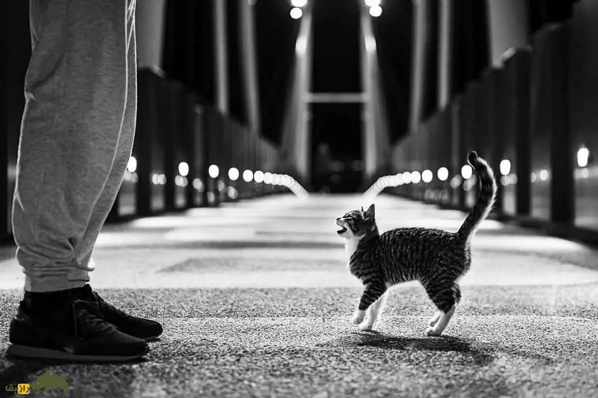 تصاویر؛ acoustic kitty؛ پروژه فوق سری سیا برای جاسوسی با گربه ها که شکست بزرگ جنگ سرد شد