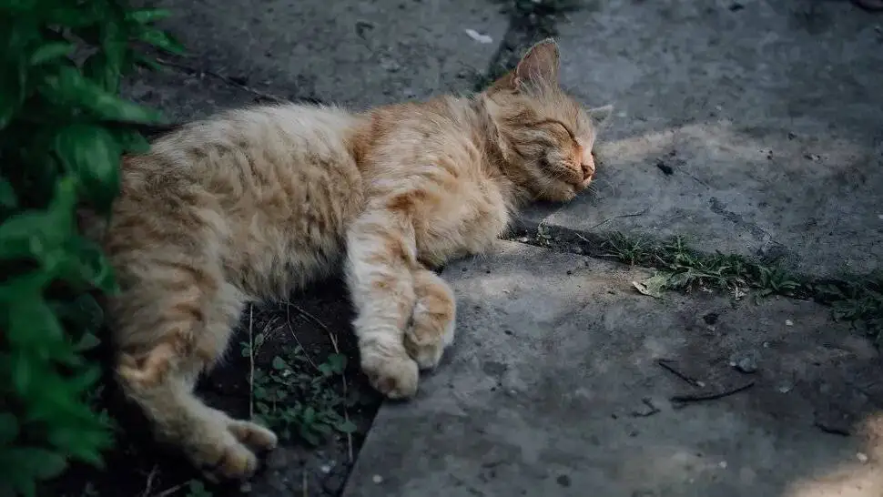 چرا گربه ها عاشق بلوک سیمانی هستند؟