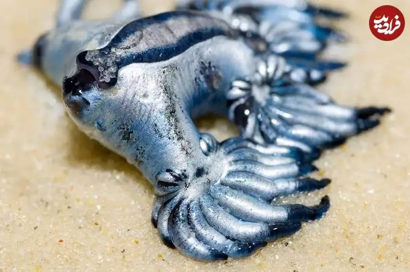 اژدهای آبی؛ جانوری واقعی که شبیه افسانه ها است