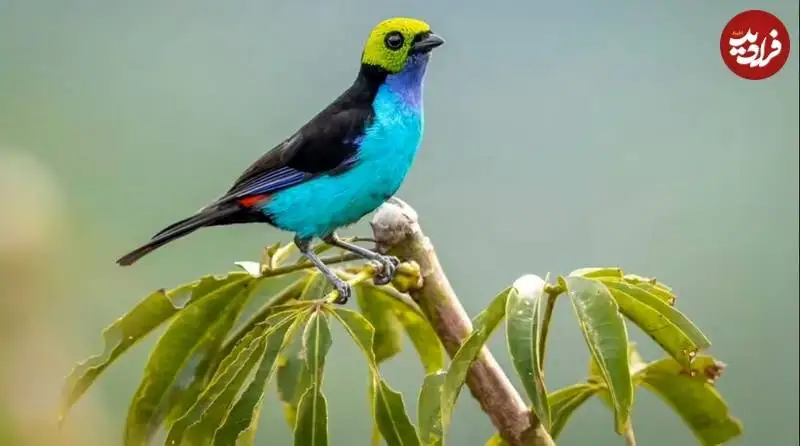 تصاویر؛ 10 پرندۀ شگفت انگیز که انگار با مدادرنگی نقاشی شده اند