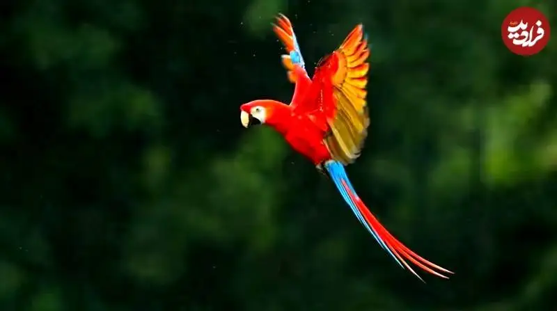 تصاویر؛ 10 پرندۀ شگفت انگیز که انگار با مدادرنگی نقاشی شده اند