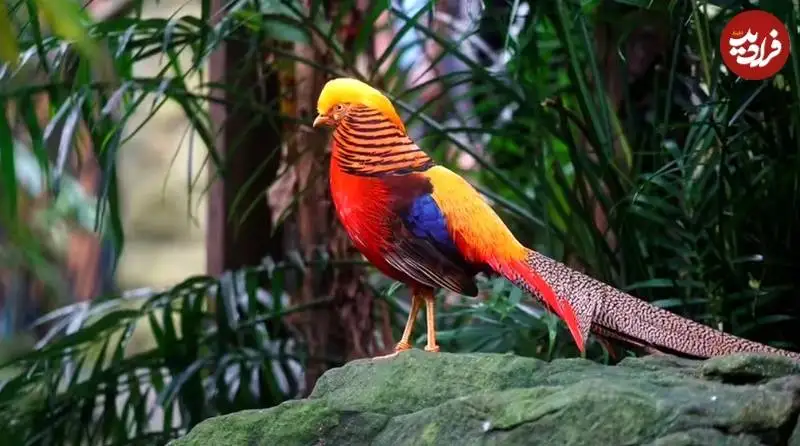 تصاویر؛ 10 پرندۀ شگفت انگیز که انگار با مدادرنگی نقاشی شده اند