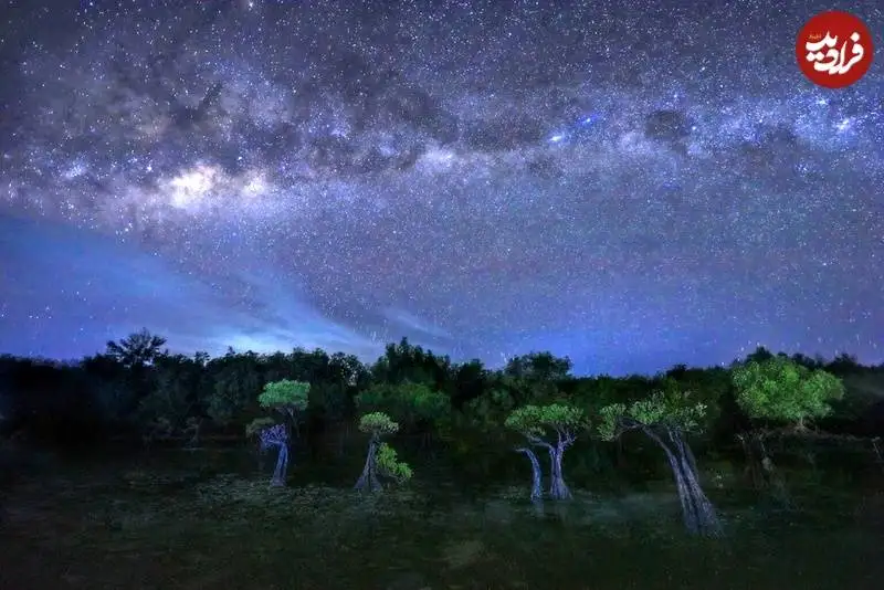 تصاویر؛ شاهکارهای عکاسی از «مانگرو» که در سال 2025 برندۀ جایزه شدند