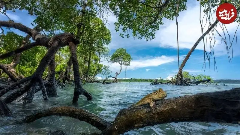تصاویر؛ شاهکارهای عکاسی از «مانگرو» که در سال 2025 برندۀ جایزه شدند