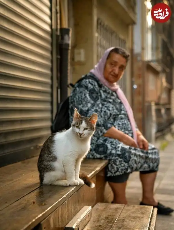 عکس هایی از عکاس هلندی که به شکار گربه های معروف استانبول رفته است