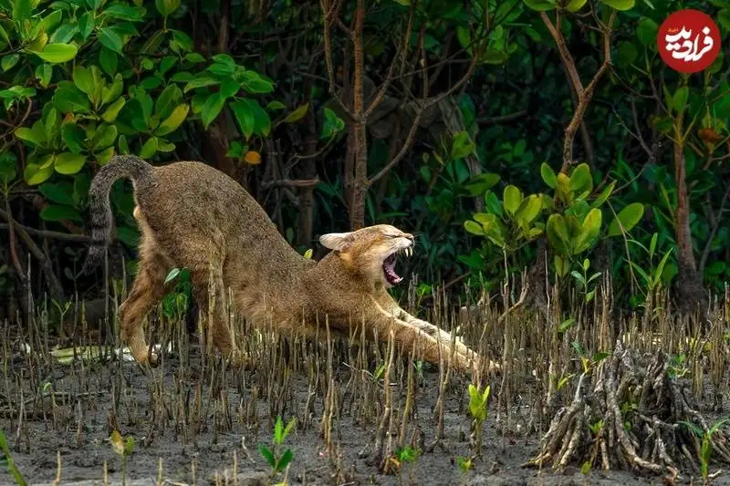 تصاویر؛ شاهکارهای عکاسی از «مانگرو» که در سال 2025 برندۀ جایزه شدند