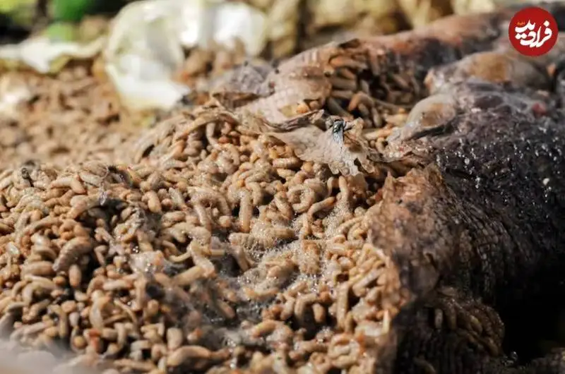 انسان های منقرض شده احتمالا «کِرم» می خوردند