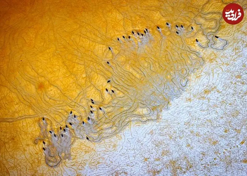 تصاویر؛ شاهکارهای عکاسی از «مانگرو» که در سال 2025 برندۀ جایزه شدند