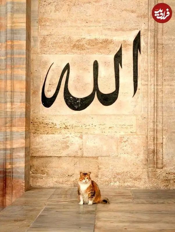 عکس هایی از عکاس هلندی که به شکار گربه های معروف استانبول رفته است