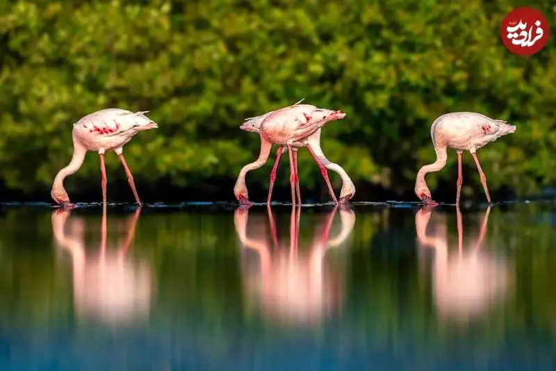 تصاویر؛ شاهکارهای عکاسی از «مانگرو» که در سال 2025 برندۀ جایزه شدند