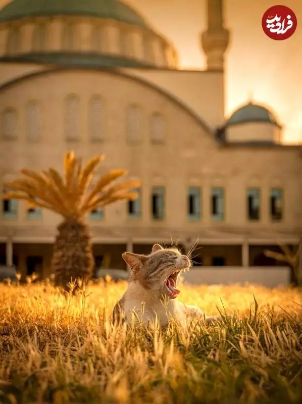 عکس هایی از عکاس هلندی که به شکار گربه های معروف استانبول رفته است