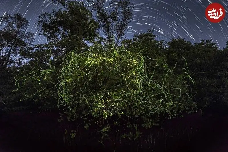 تصاویر؛ شاهکارهای عکاسی از «مانگرو» که در سال 2025 برندۀ جایزه شدند
