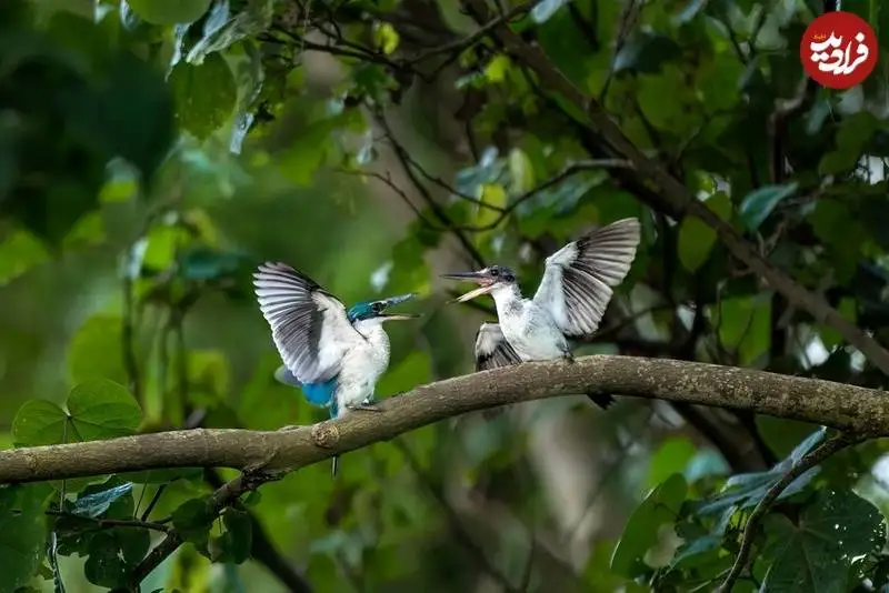 تصاویر؛ شاهکارهای عکاسی از «مانگرو» که در سال 2025 برندۀ جایزه شدند