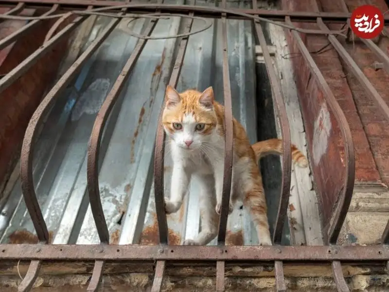 عکاس هلندی به شکار گربه های معروف استانبول رفت