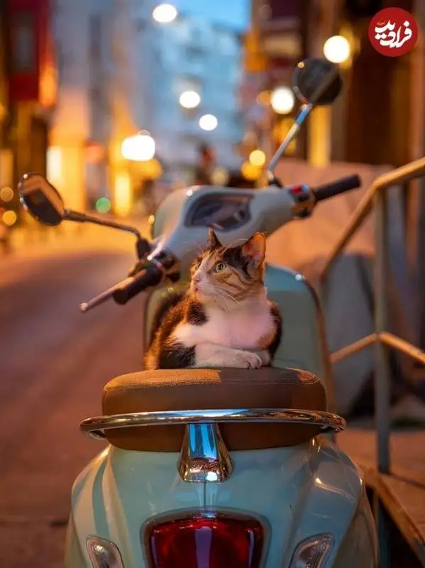 عکاس هلندی به شکار گربه های معروف استانبول رفت