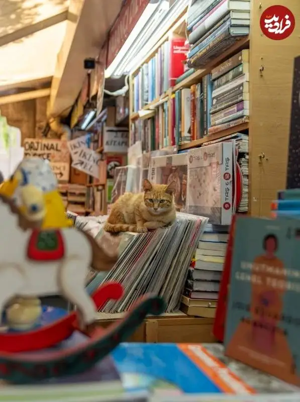 عکاس هلندی به شکار گربه های معروف استانبول رفت