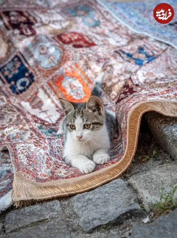 عکاس هلندی به شکار گربه های معروف استانبول رفت