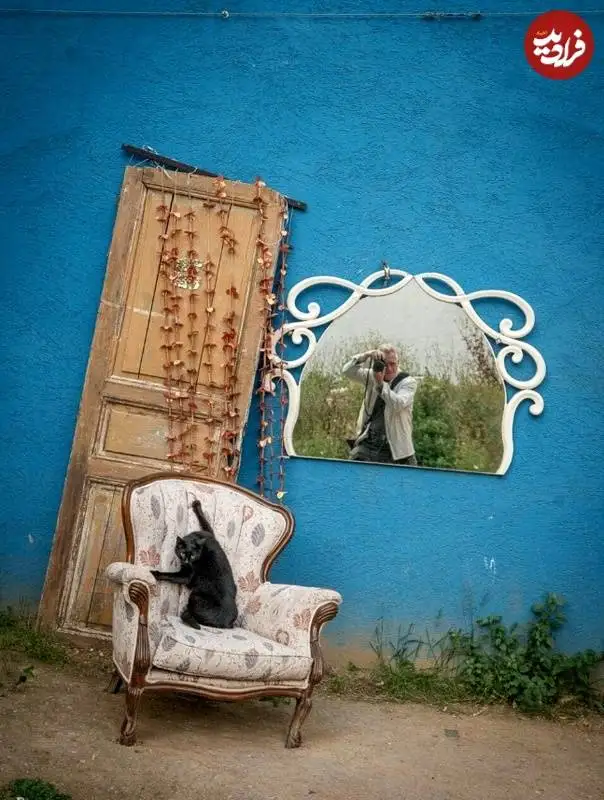 عکاس هلندی به شکار گربه های معروف استانبول رفت