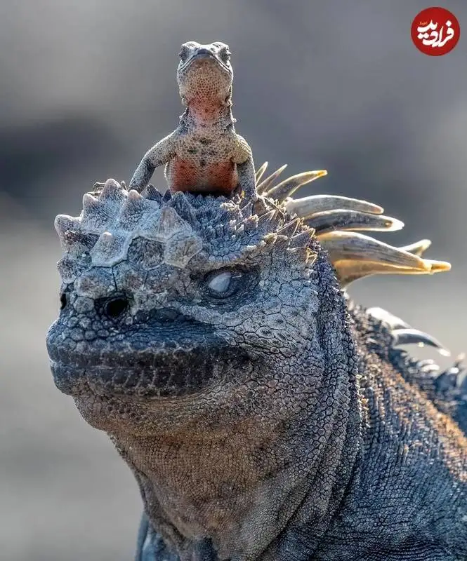 عکس؛ حیات وحش؛ «مارمولک اژدهاسوار» که برندۀ جایزه عکاسی کمدی حیات وحش شد