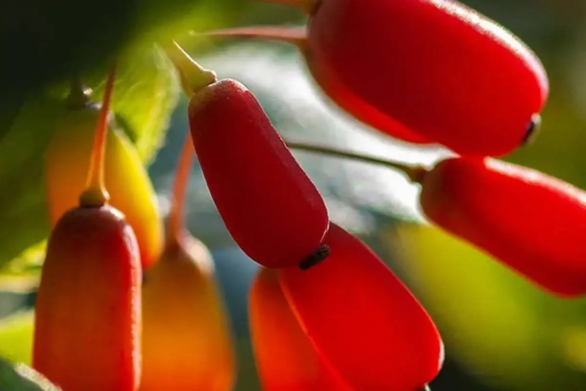 بربرین چیست و چرا در طب سنتی و پزشکی مدرن محبوب شده است؟