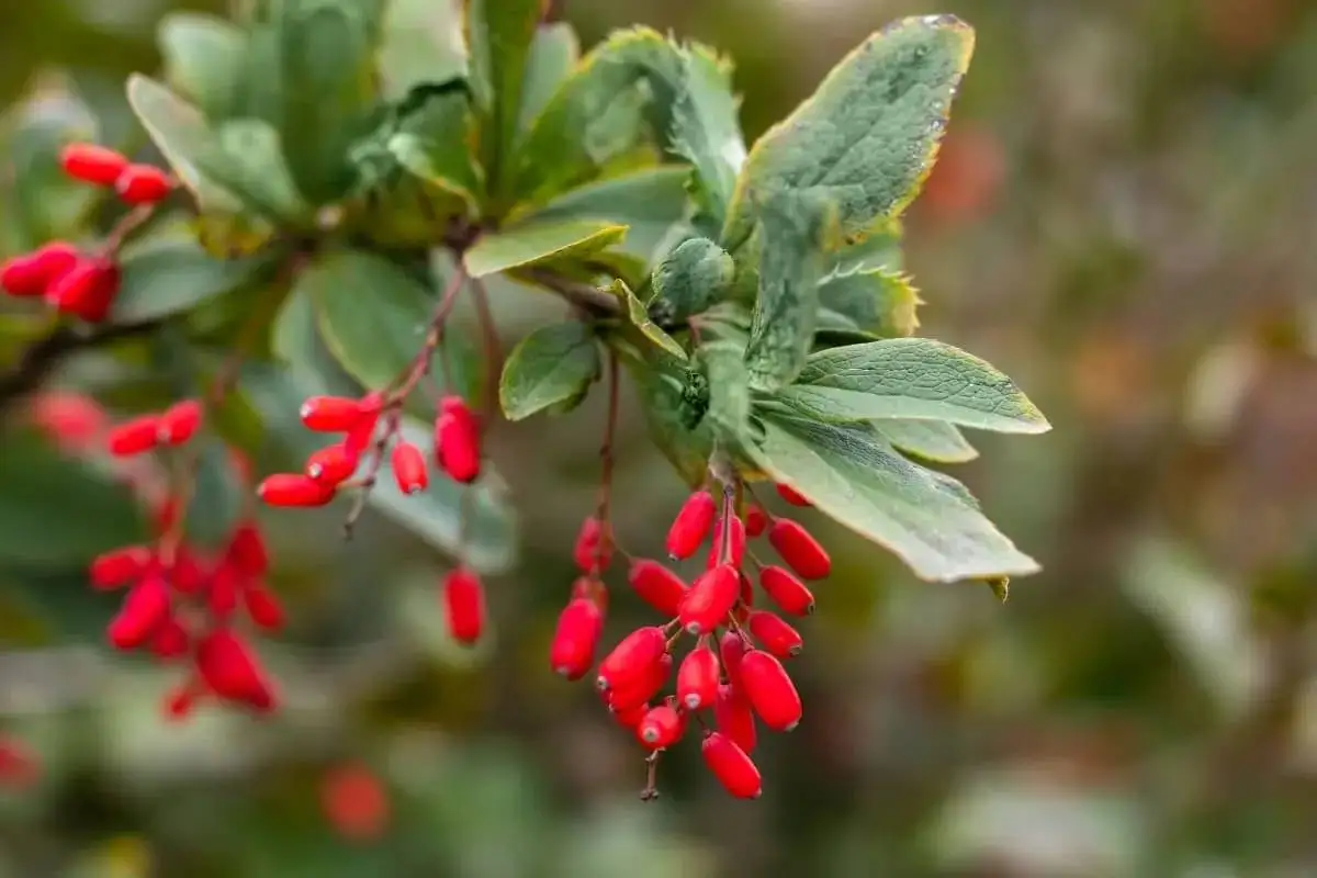 بربرین چیست و چرا در طب سنتی و پزشکی مدرن محبوب شده است؟