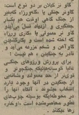 عکس؛ سفر در زمان؛ گاوبازی و شرط بندی در گیلان باب شد؛ ورزوها به میدان آمدند!