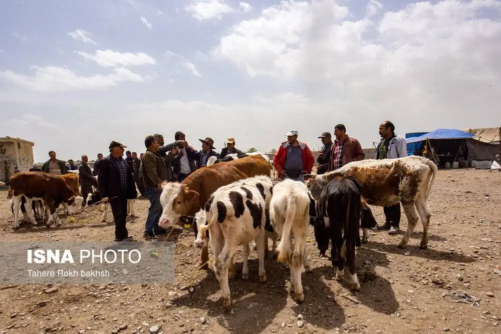 تصاویر؛ شهر دوچرخه ایران را ببینید