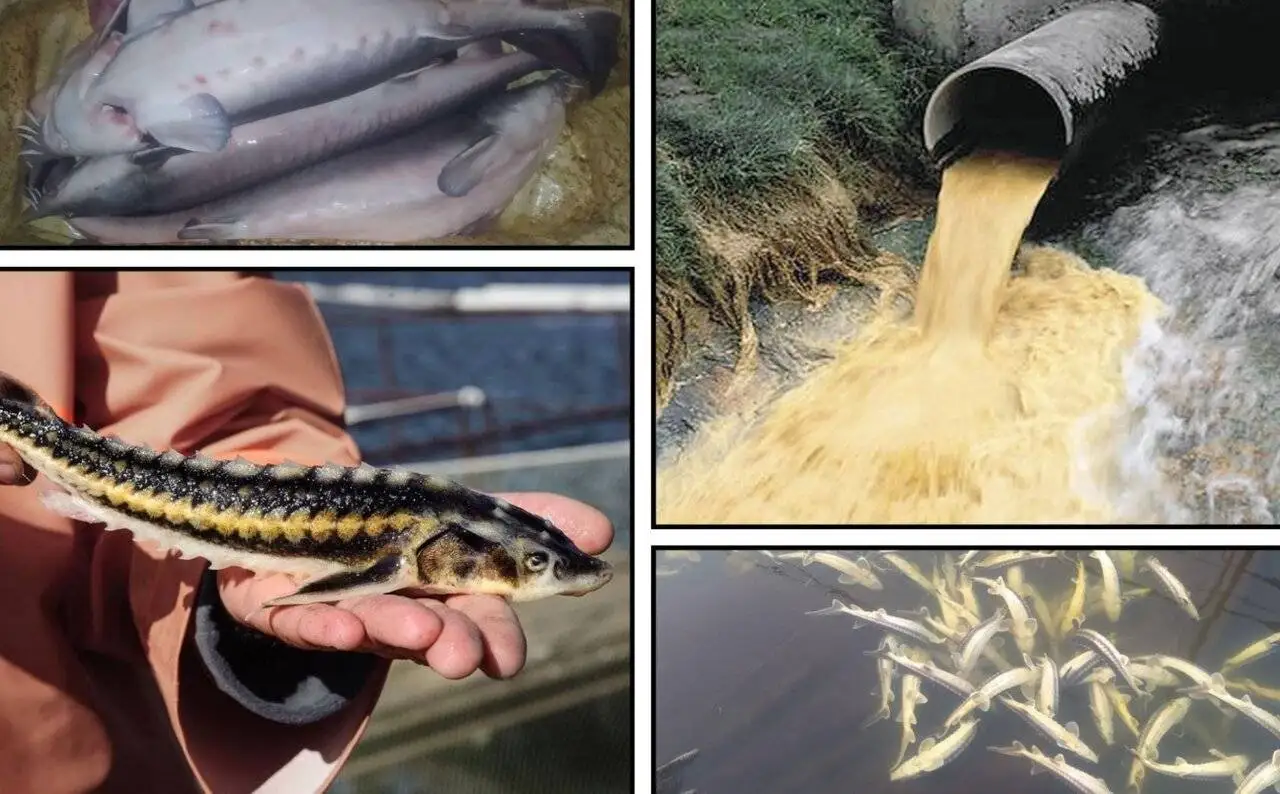 تصاویر؛ سازگاری عجیب ماهی های گوپی در فاضلاب شهر!