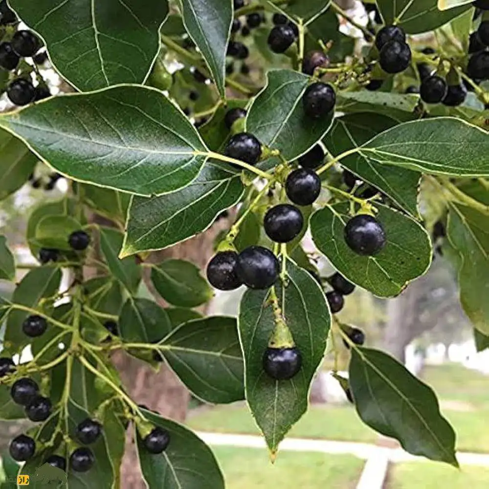 تصاویر؛ درخت کافور؛ درختی همیشه سبز و خوش عطر که کافور تولید می کند؛ کافور چیست و چرا در سربازی از کافور استفاده می شود؟
