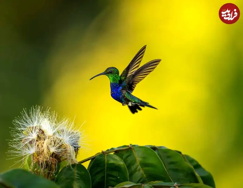 تصاویر؛ عکس های شگفت انگیز حیات وحش که فینالیست جایزه refocus سال 2025 شدند